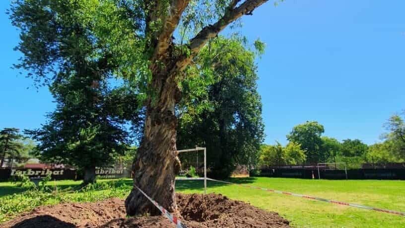 Autorizaron la extracción de árboles peligrosos en Luján Tenis Club