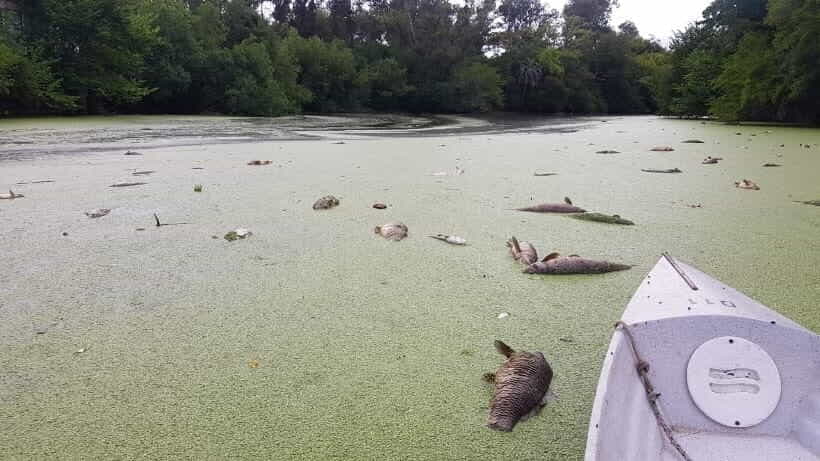 El Municipio se expresó sobre las algas y los peces muertos en el río
