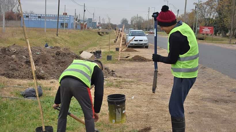 Plantaron 120 jacarandás en Pueblo Nuevo